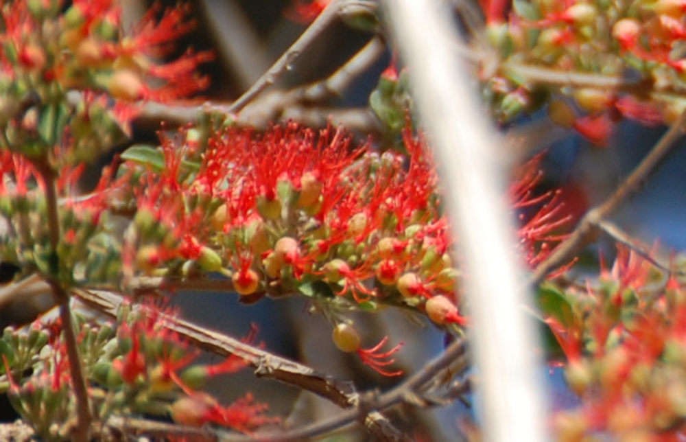 dal Sud Africa: Combretum microphyllum   (Combretaceae)